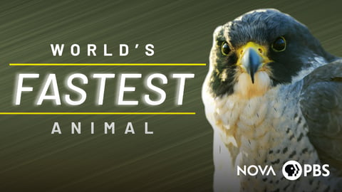 World’s Fastest Animal cover image