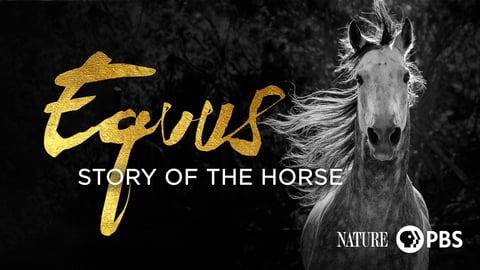 Nature: Equus "Story of the Horse" cover image