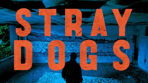 Stray Dogs cover image