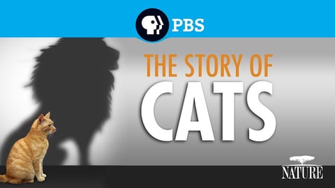 The Story of Cats cover image