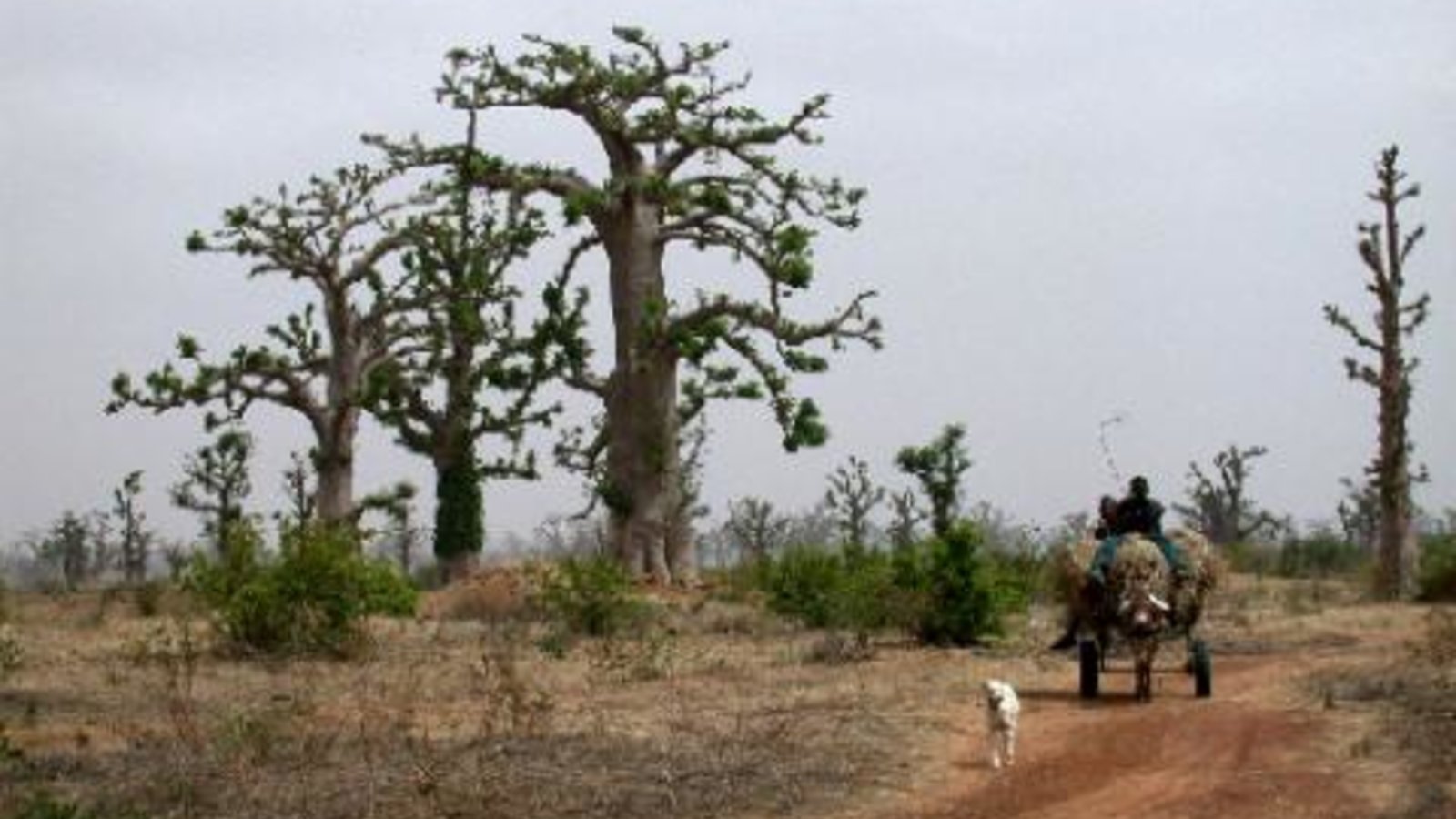 Tubabs In Africa Kanopy