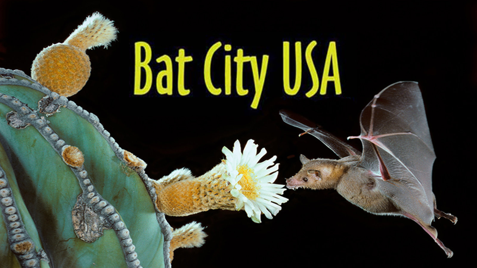 Bat City USA Kanopy