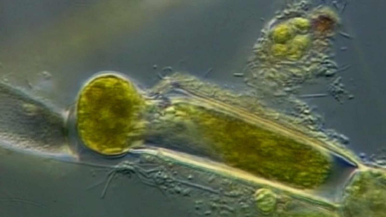 Reproduction in the Red Algae Kanopy