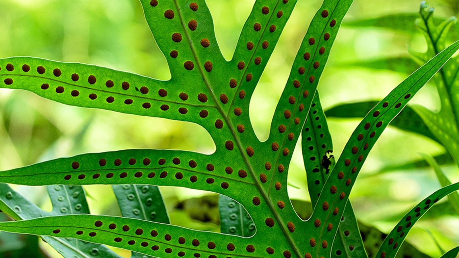 Fern Spores and the Vascular Conquest of Land Kanopy