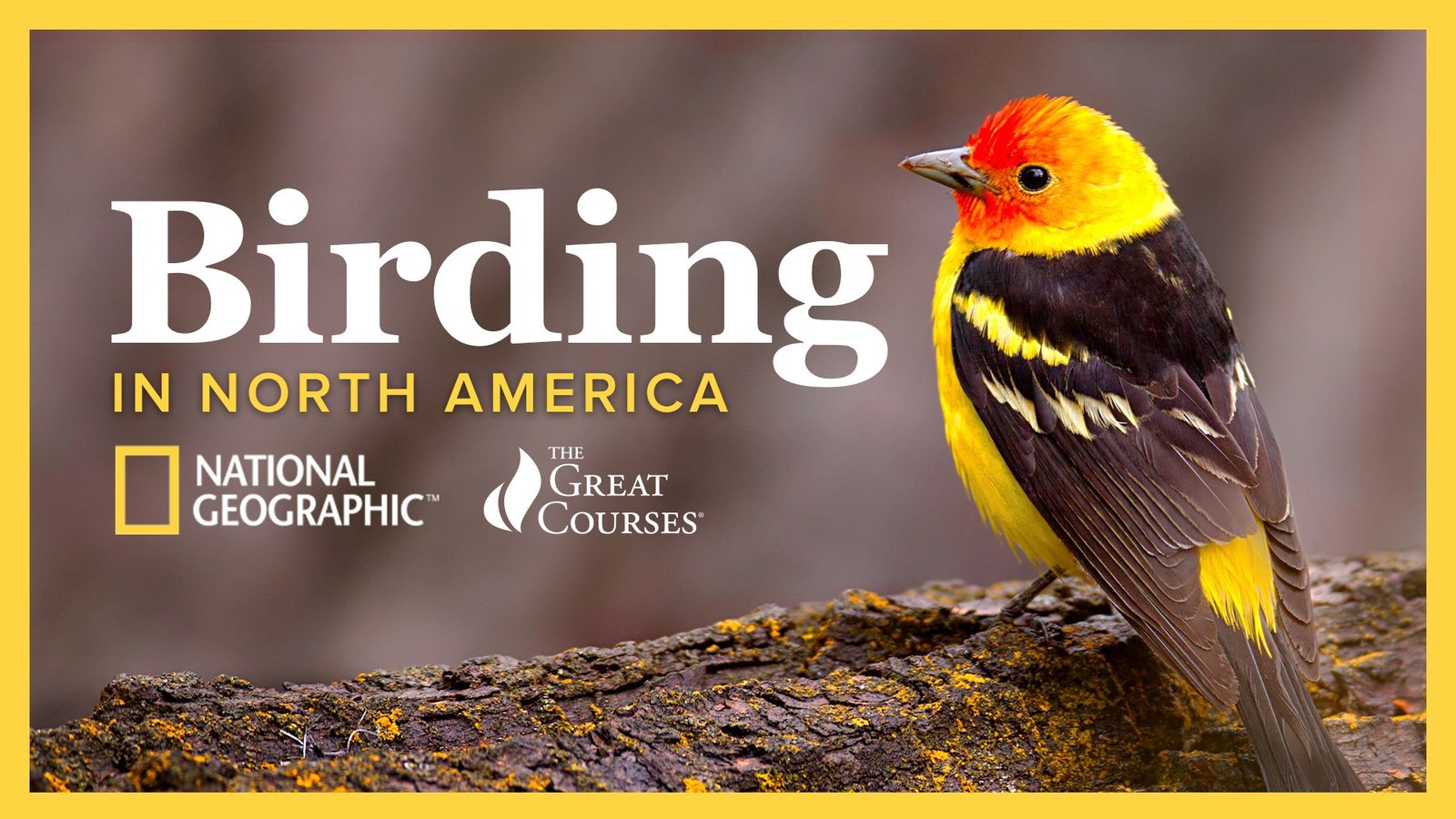 The National Geographic Guide to Birding in North America Kanopy