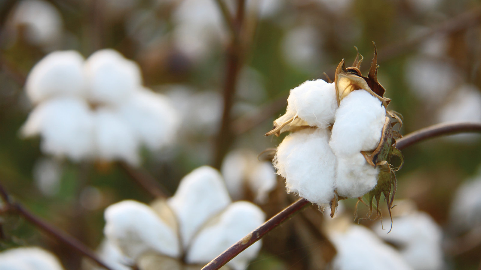 The Birth of the Cotton South Kanopy